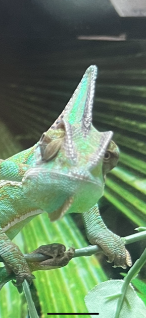 image0.png
