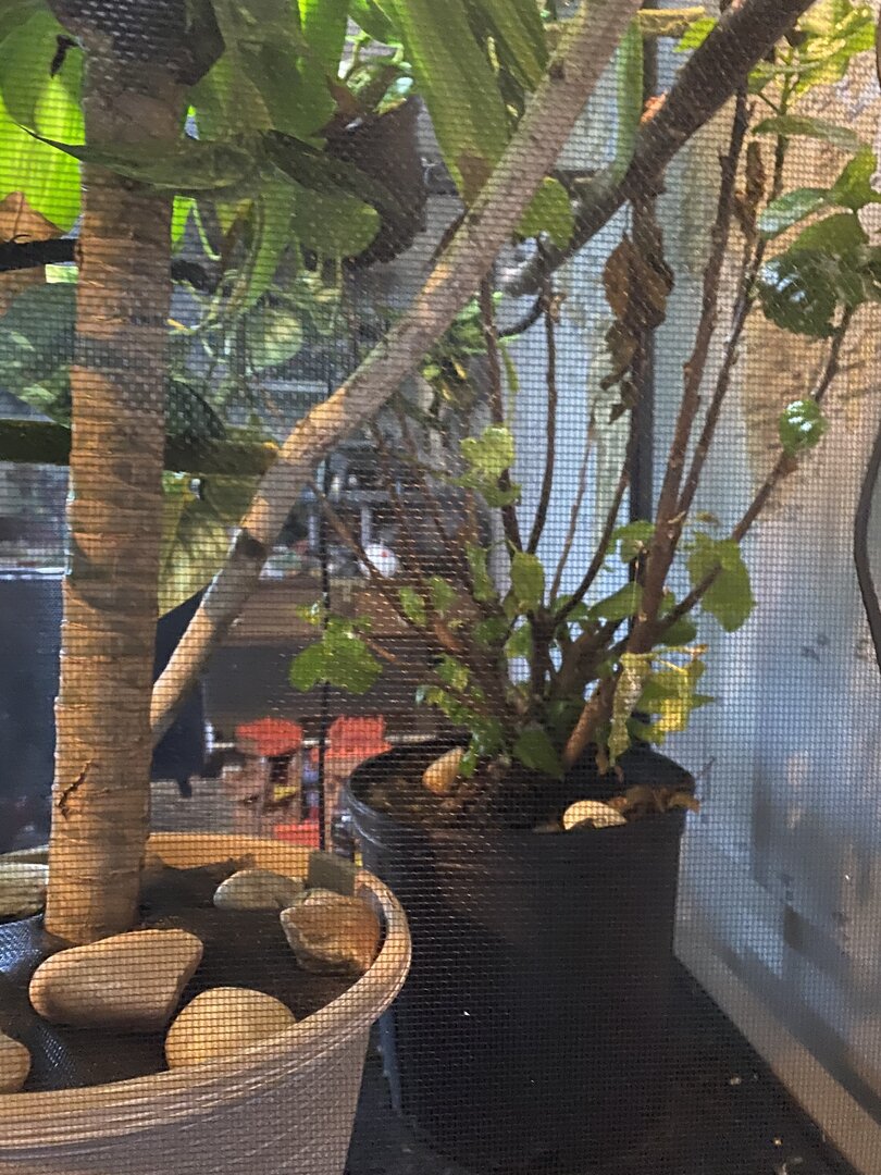 Enclosure renovation ideas have some pictures | Chameleon Forums