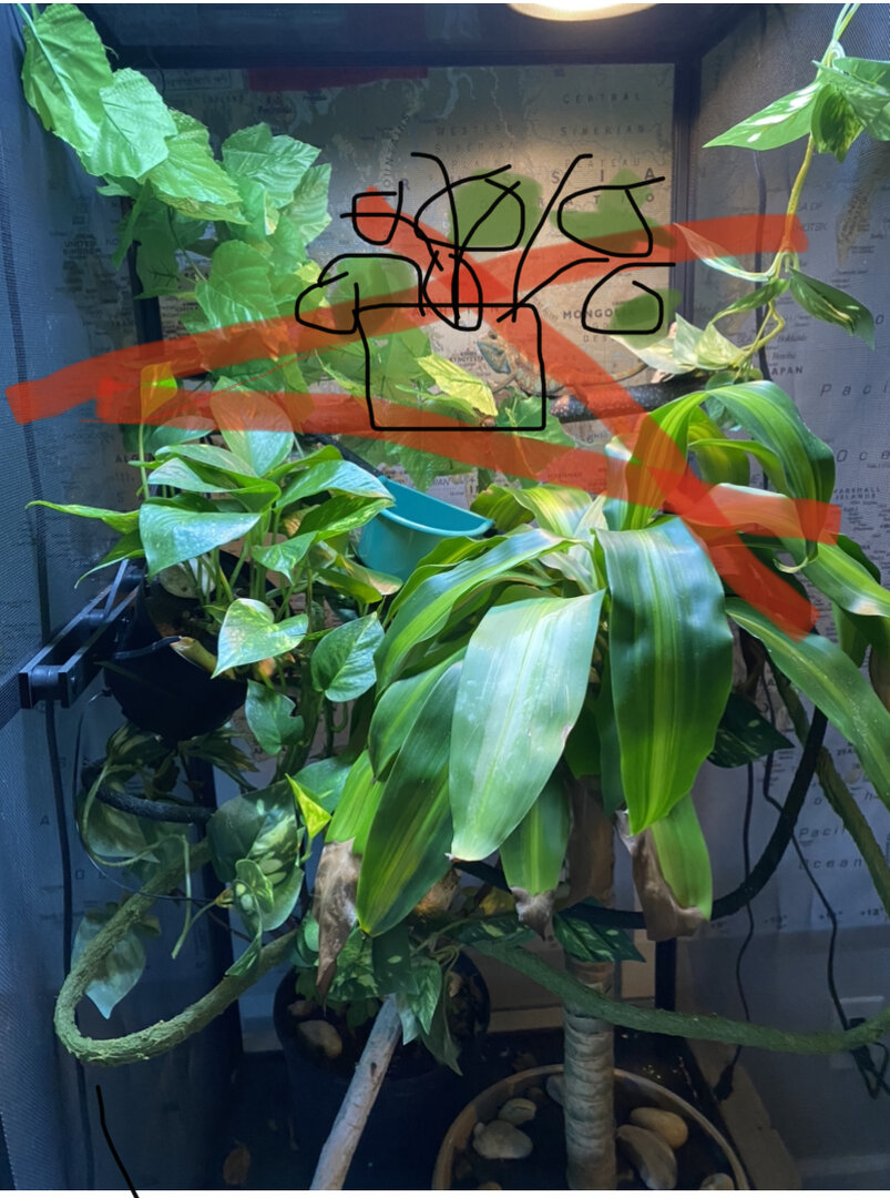 Enclosure renovation ideas have some pictures | Chameleon Forums