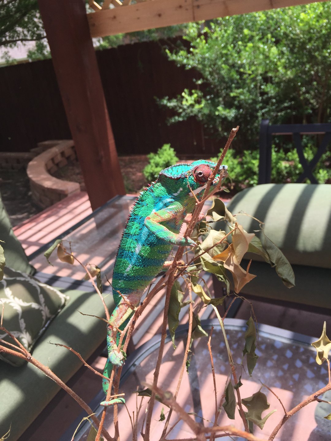 Chameleon Paradise | Chameleon Forums
