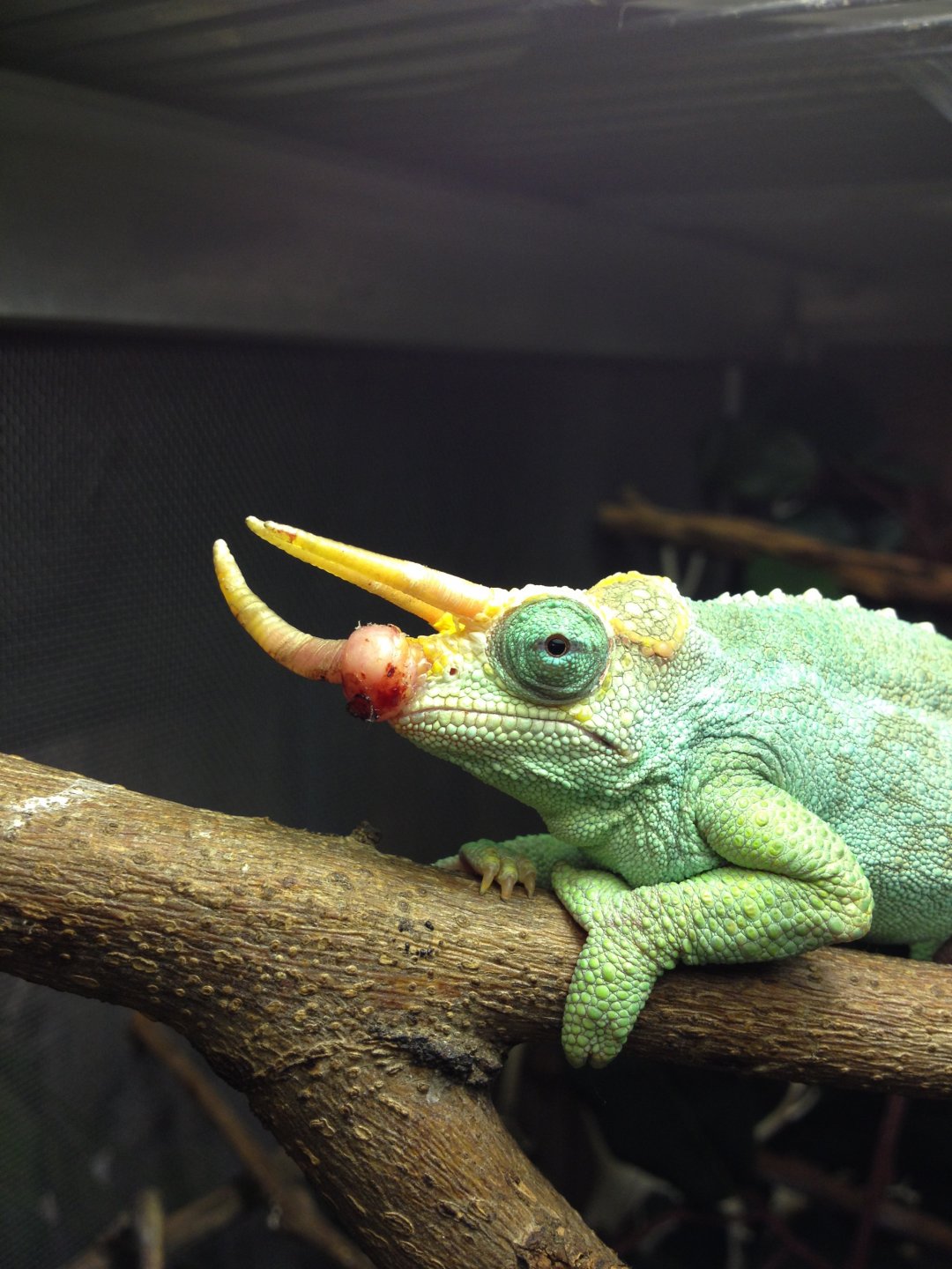 How To Take Care Of A Chameleon Lizard