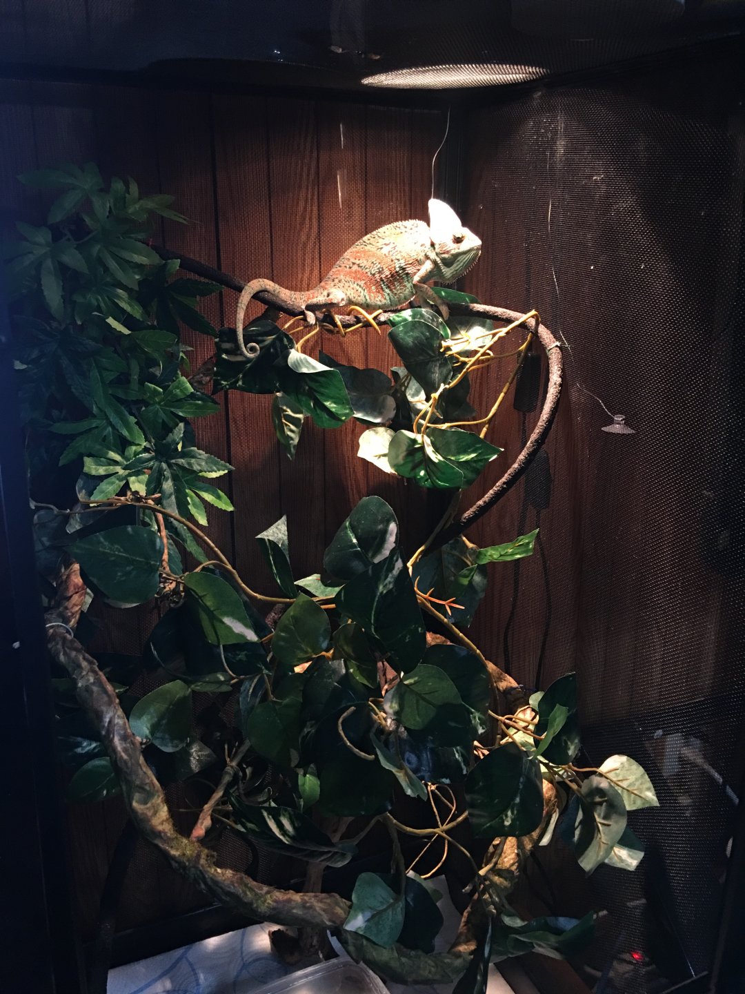 Eating problems | Chameleon Forums