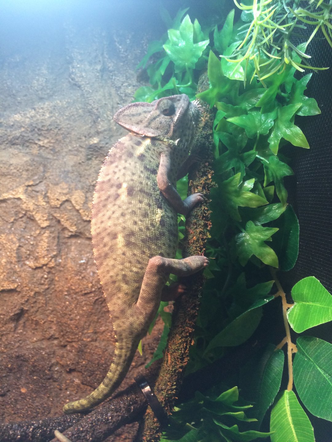 Male Vs Female Veiled Chameleon. | Chameleon Forums