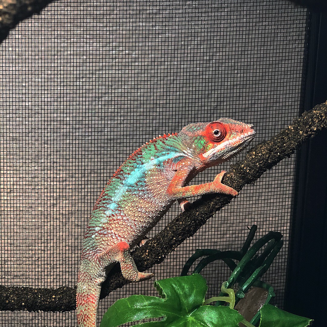 Panther Chameleon Petco - Pet's Gallery
