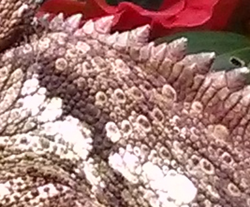 IMG_20131115_075006.jpg