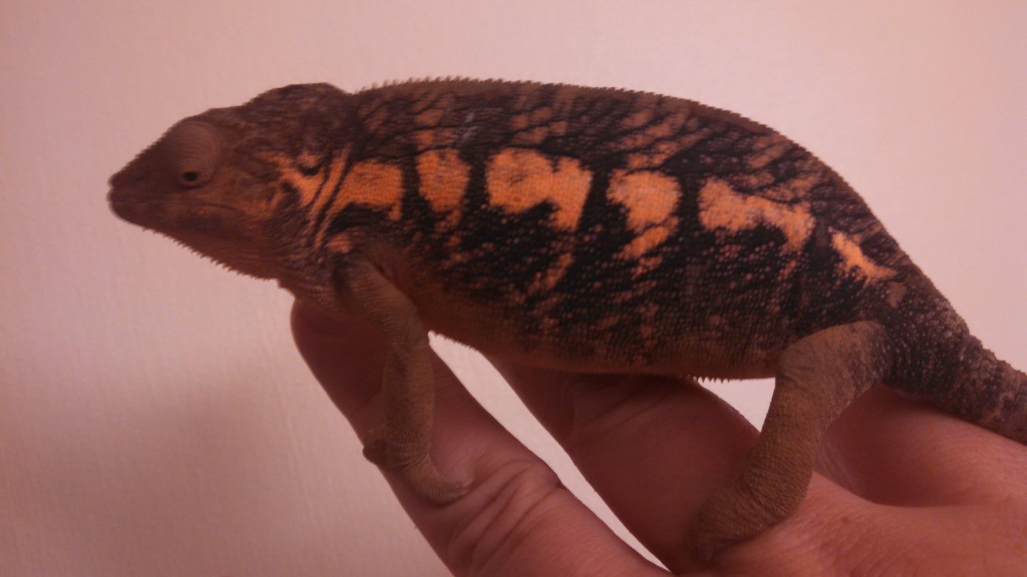 Female Panther confusion | Chameleon Forums