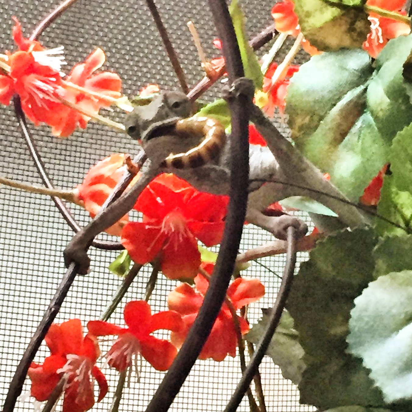IMG_20160607_104633.jpg