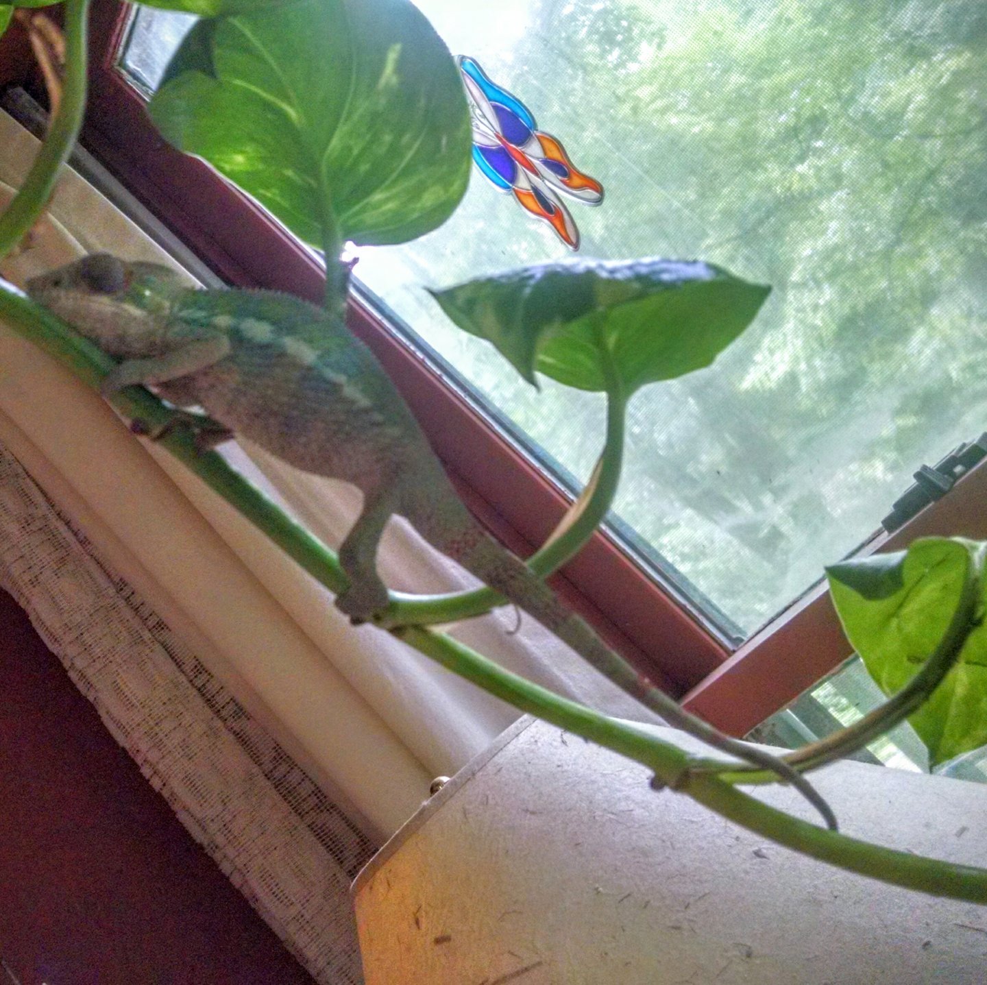 IMG_20160707_134048188_HDR.jpg