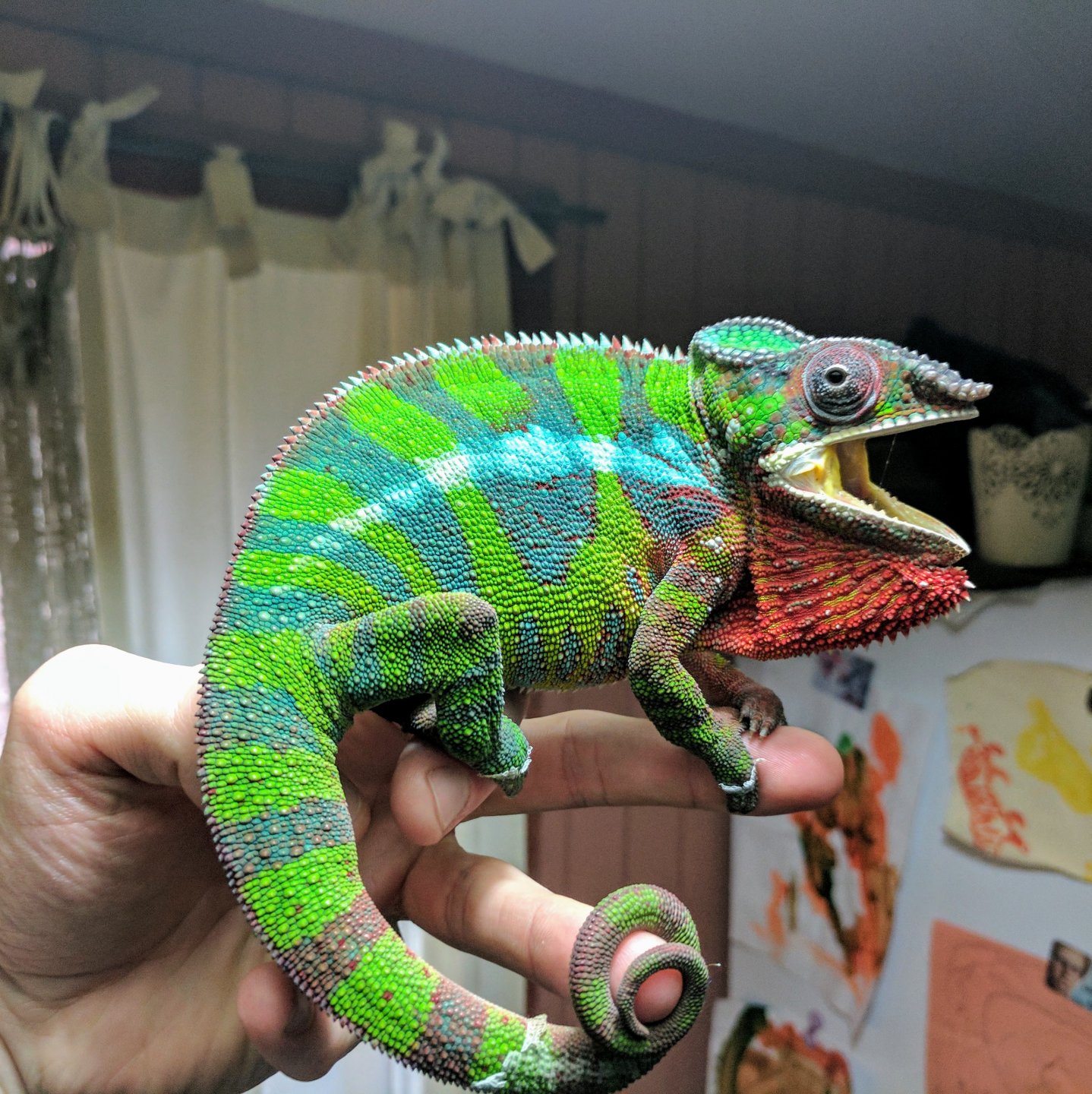 Pascals colors at 9-10 months | Chameleon Forums