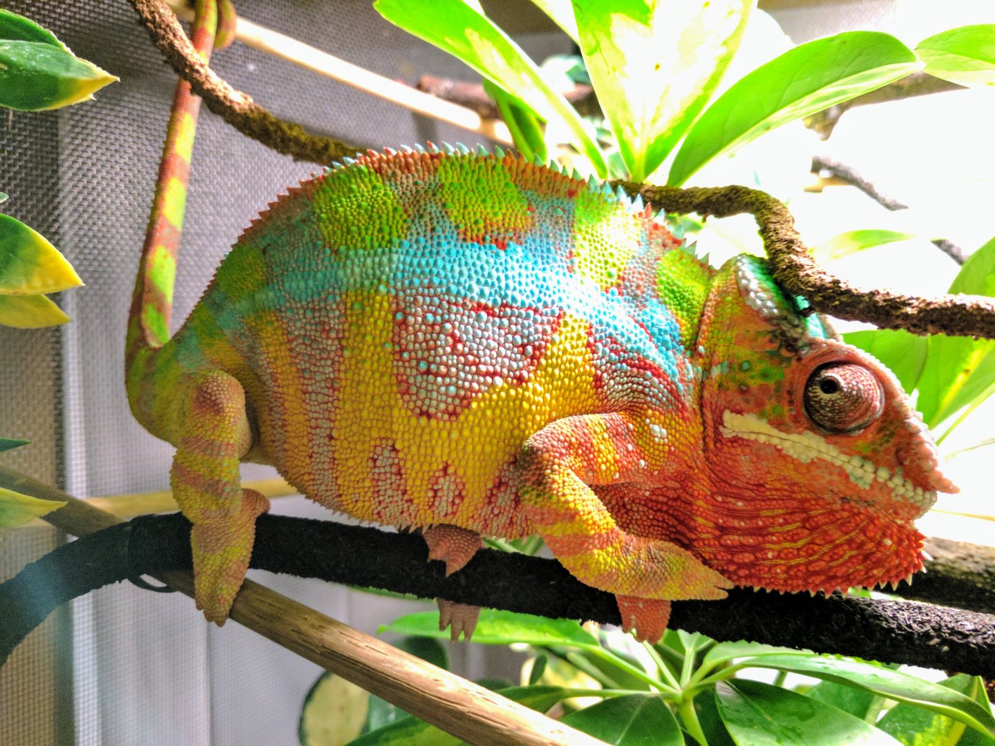 Most “colourful” panther? | Page 2 | Chameleon Forums