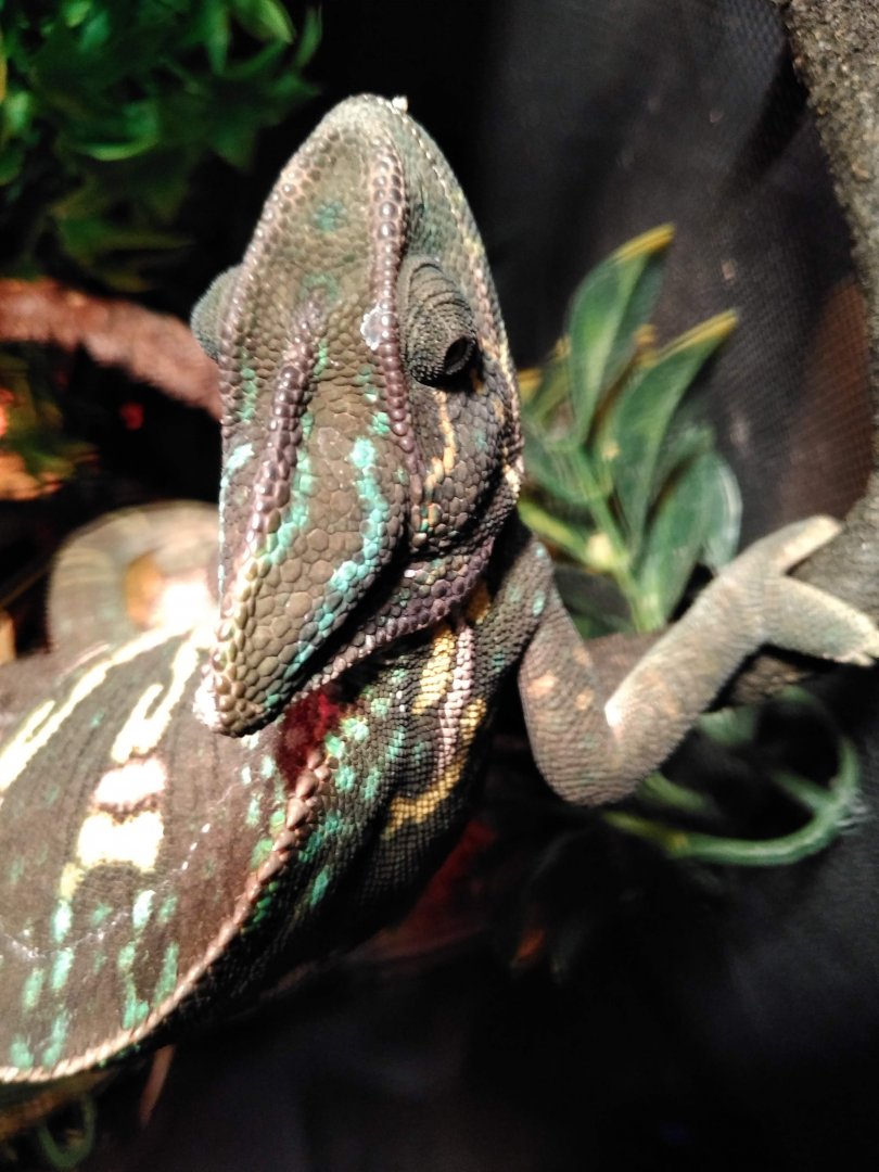 Gravid Female Veiled Chameleon Colors and Behavior | Chameleon Forums