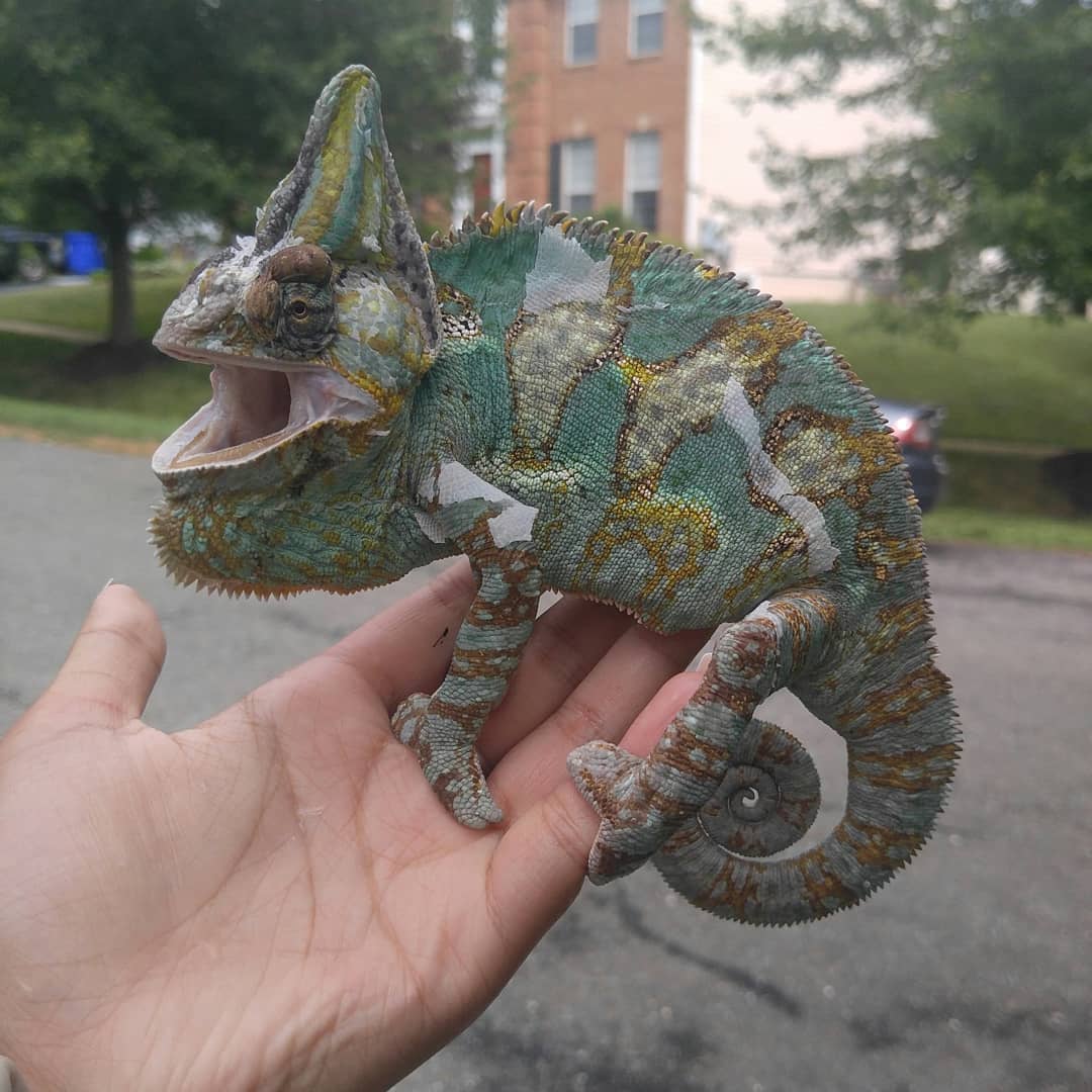 Veiled Chameleon color | Chameleon Forums