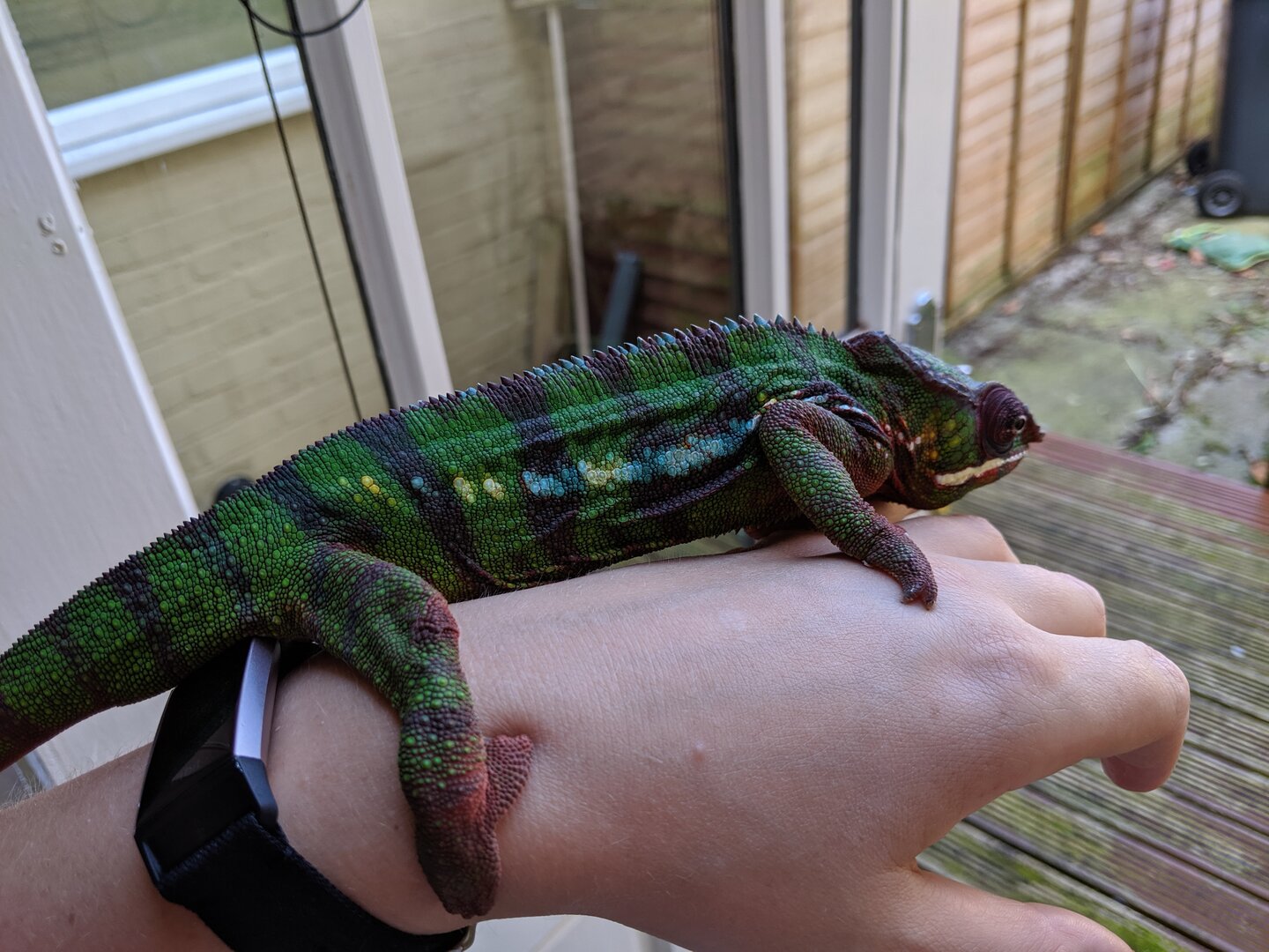 Too much time outside of cage? | Chameleon Forums
