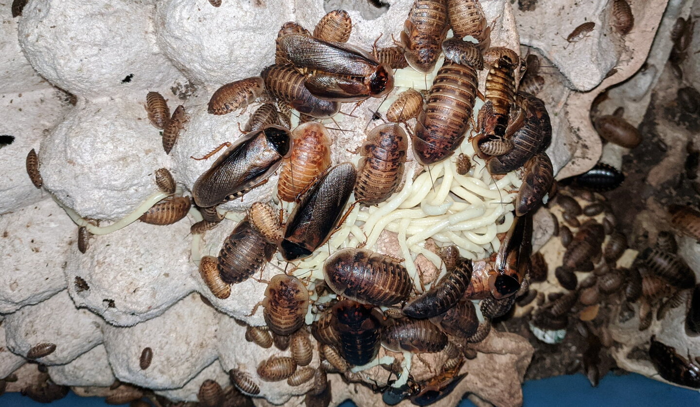 Italian night gut load is best gut load | Chameleon Forums