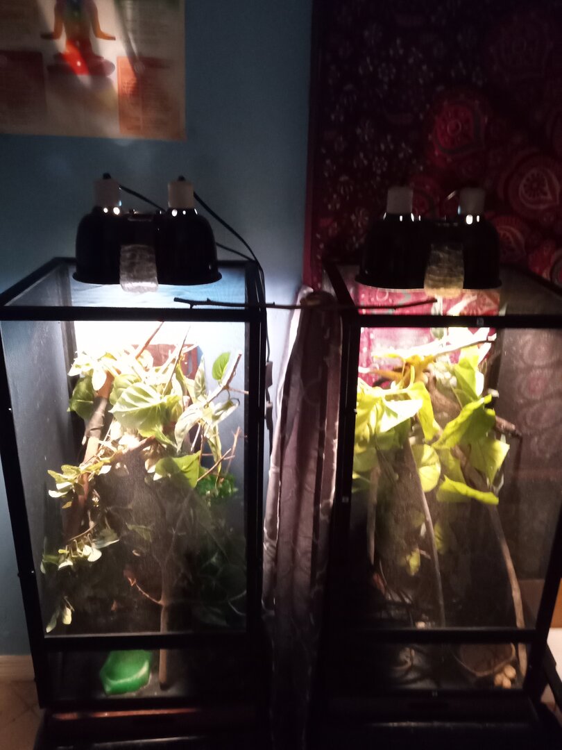 IMG_20220329_201014415.jpg