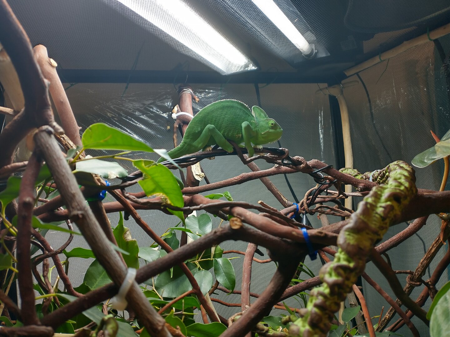 IMG_20250709_181353146_HDR.jpg