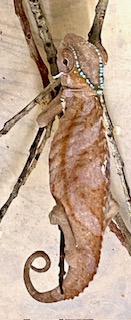 IMG_2381.jpg