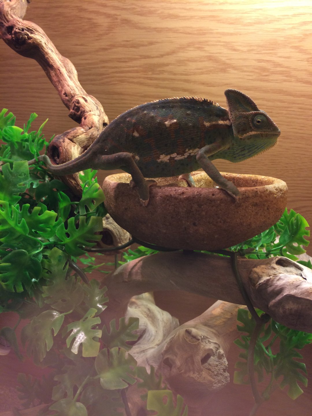 Lumps on ribs, are they broken? Chameleon Forums