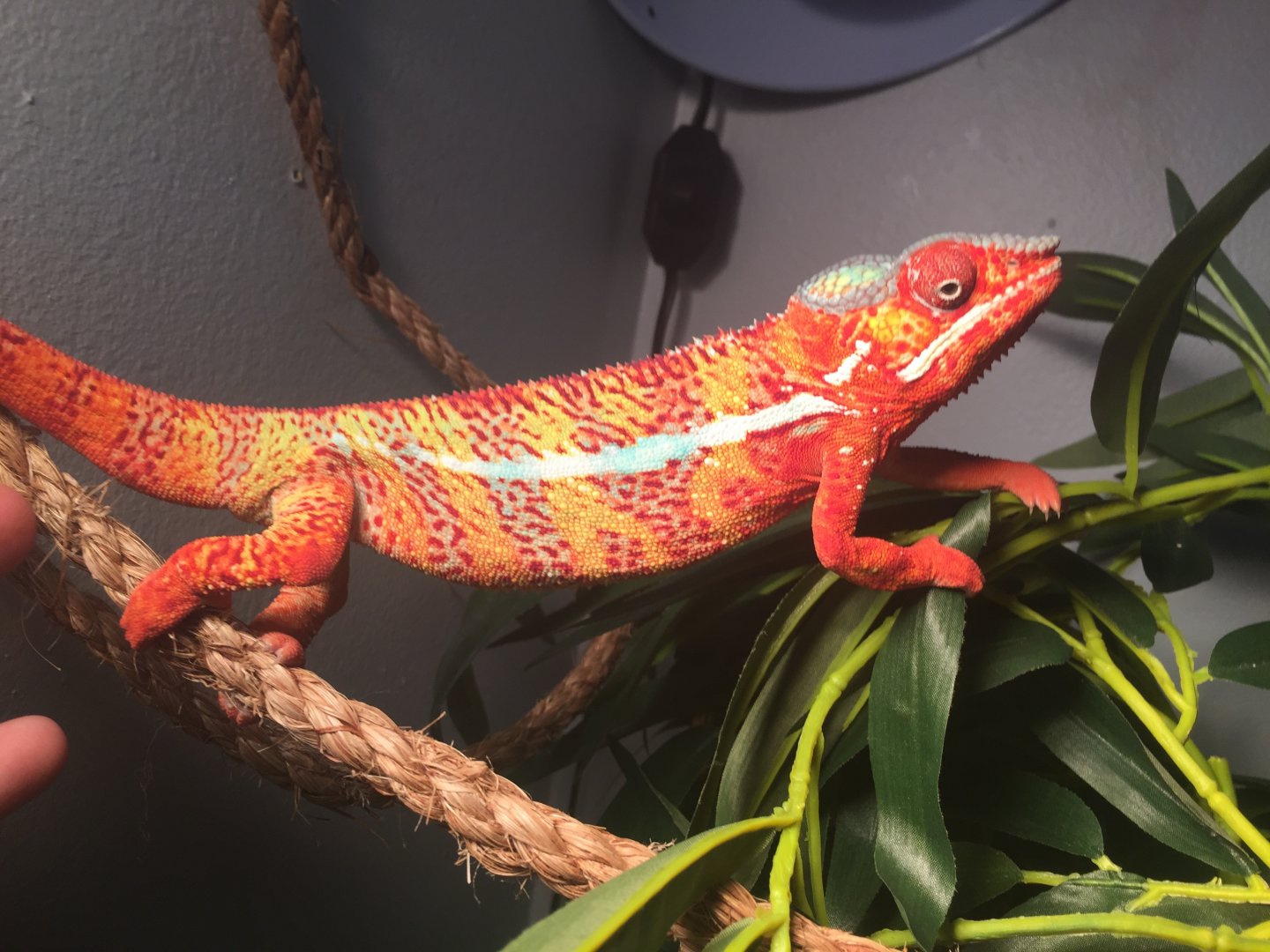 Baby ambilobe panther chameleons | Chameleon Forums