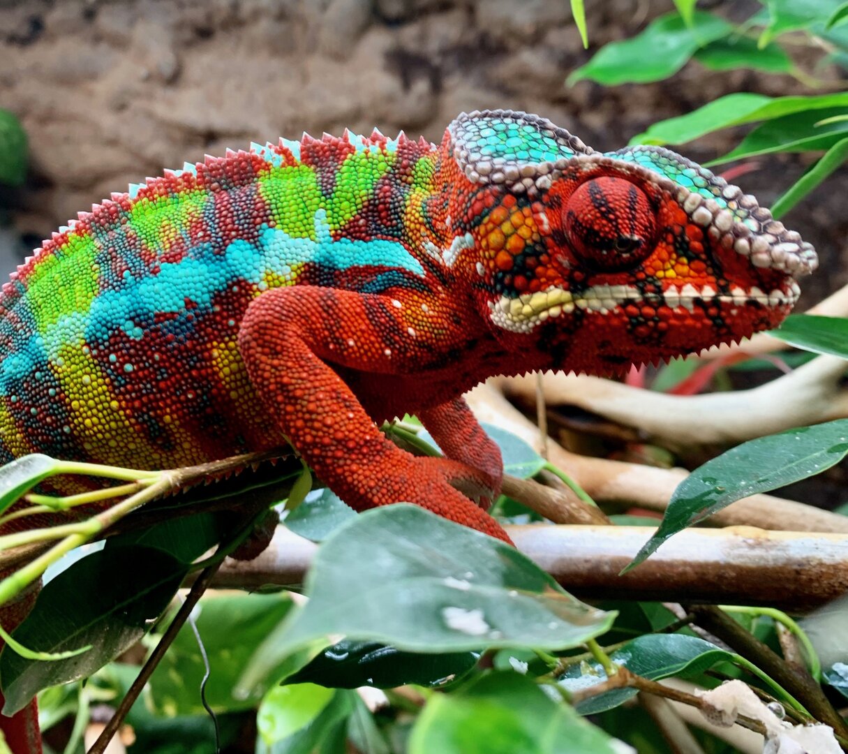 US - (3) RTB Female Blue Bar Ambilobe Panther Chameleons available