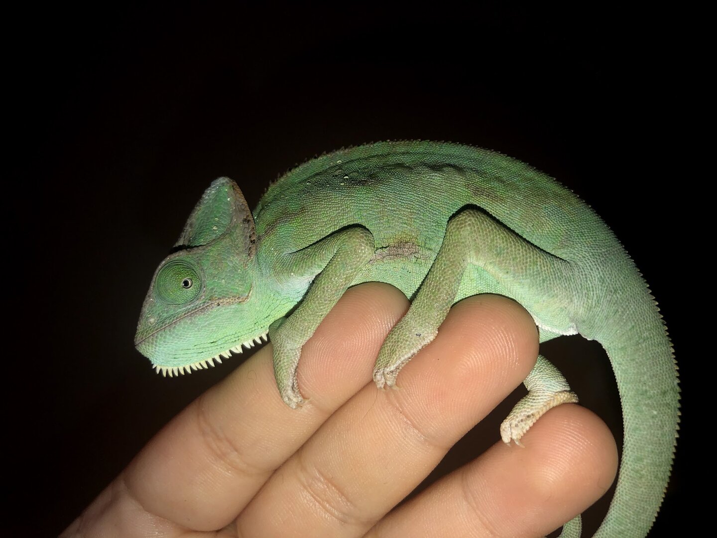 gender | Chameleon Forums