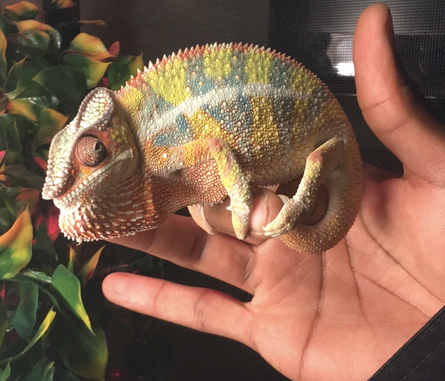 Panther Chameleon Growth Chart