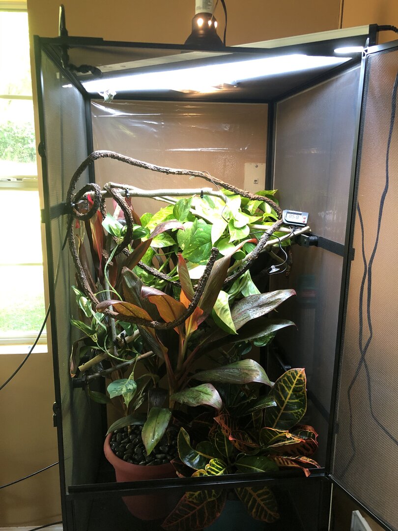 Panther Chameleon's enclosure update | Chameleon Forums
