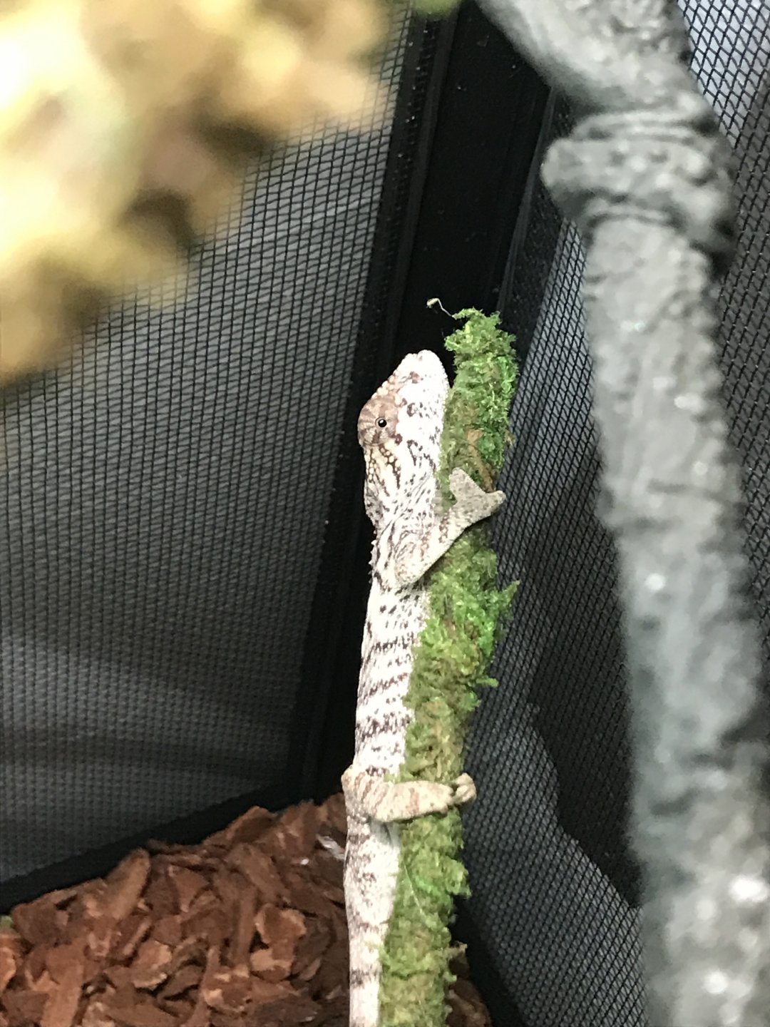 Is my chameleon sick? | Chameleon Forums