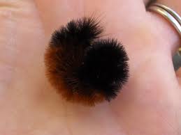 What does the black and orange fuzzy caterpillar eat?