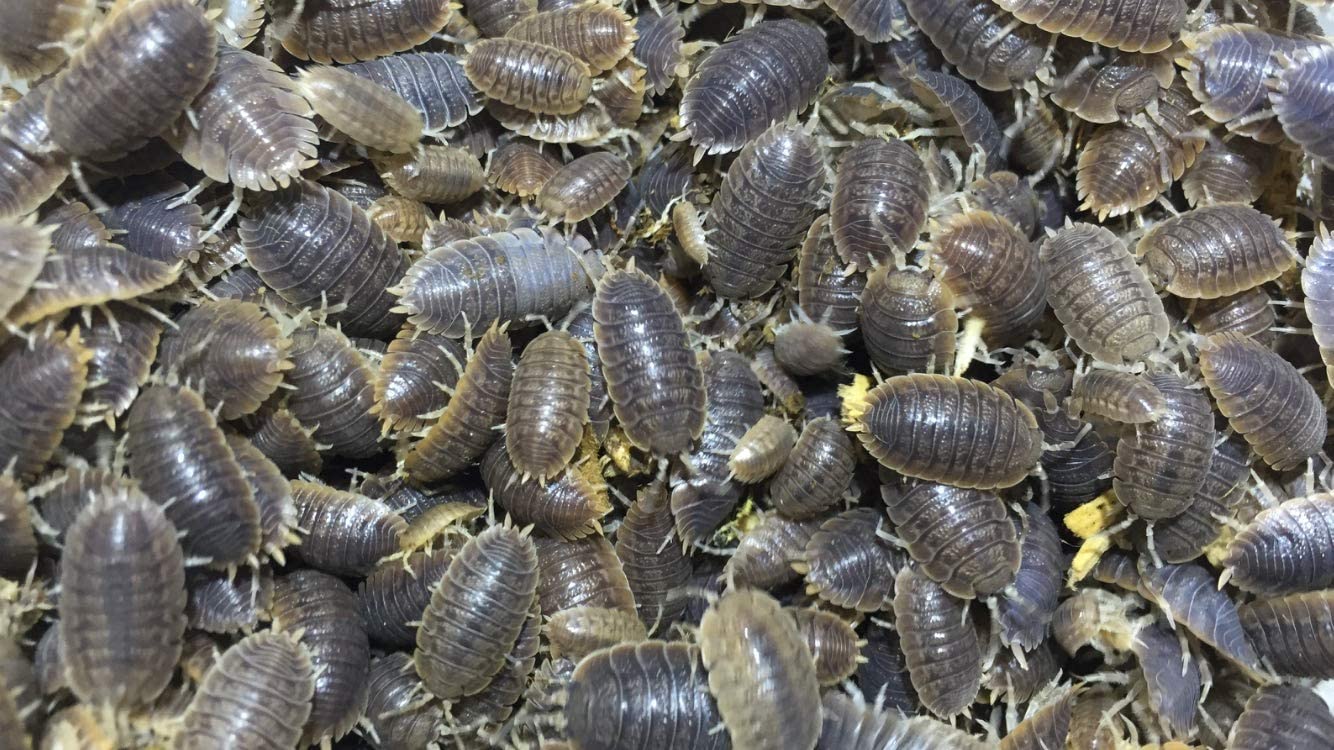 isopod.jpg