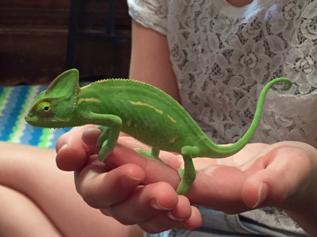 Izzie 10 weeks (11) Favorite.JPG