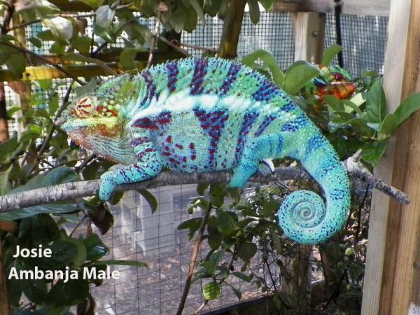 Josie Panther Chameleon .jpg