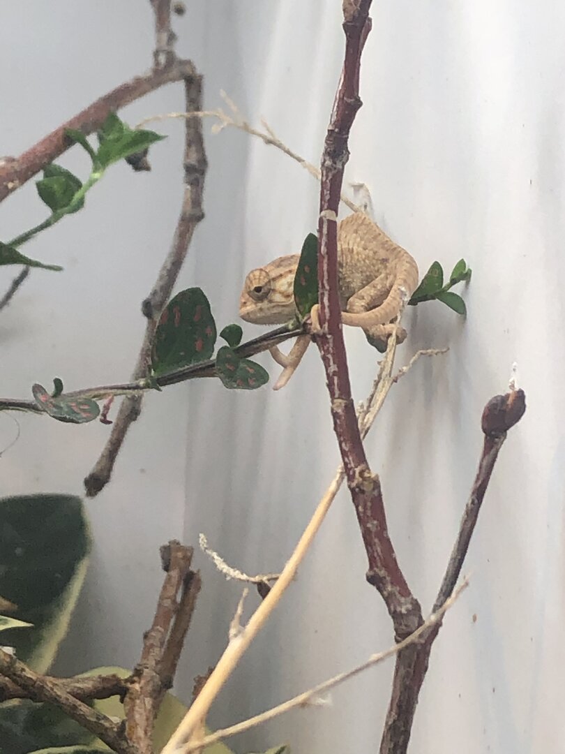 Juvenile lat.jpg