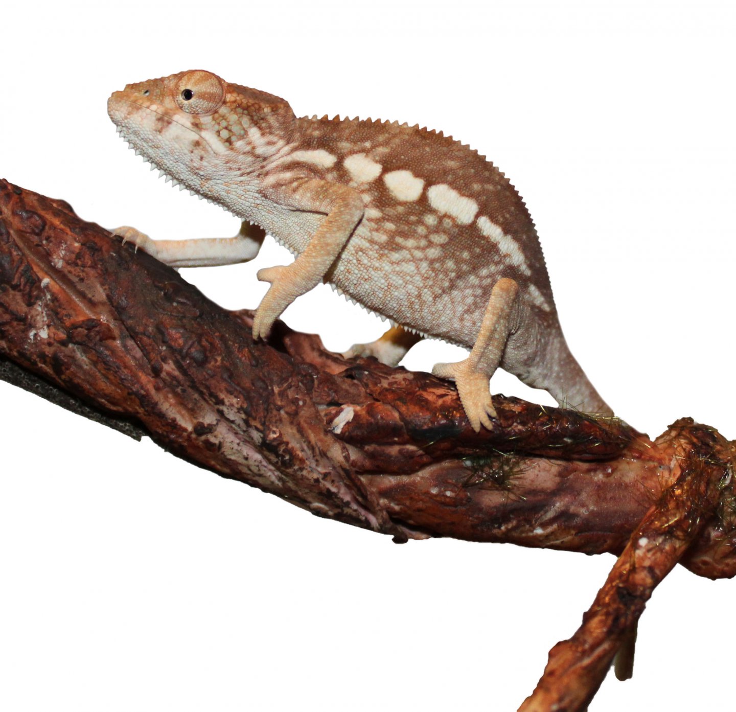 JuvenileFemalePantherchameleonforsale.jpg