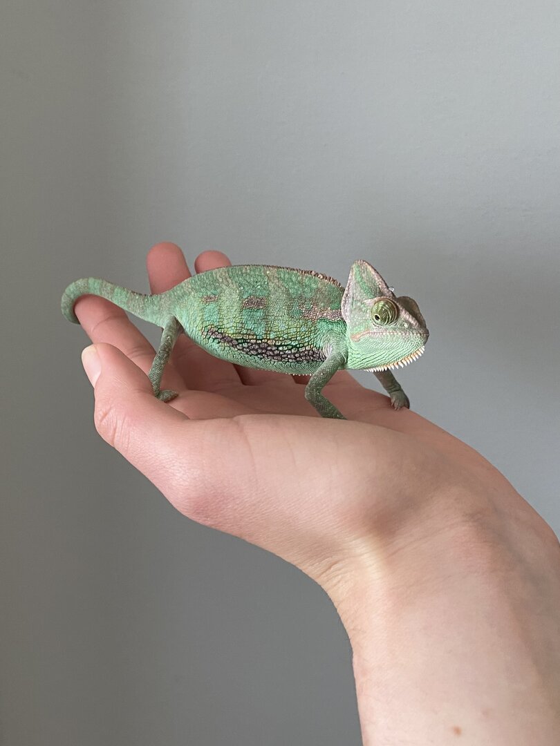 Veiled chameleon - age / sex? | Chameleon Forums