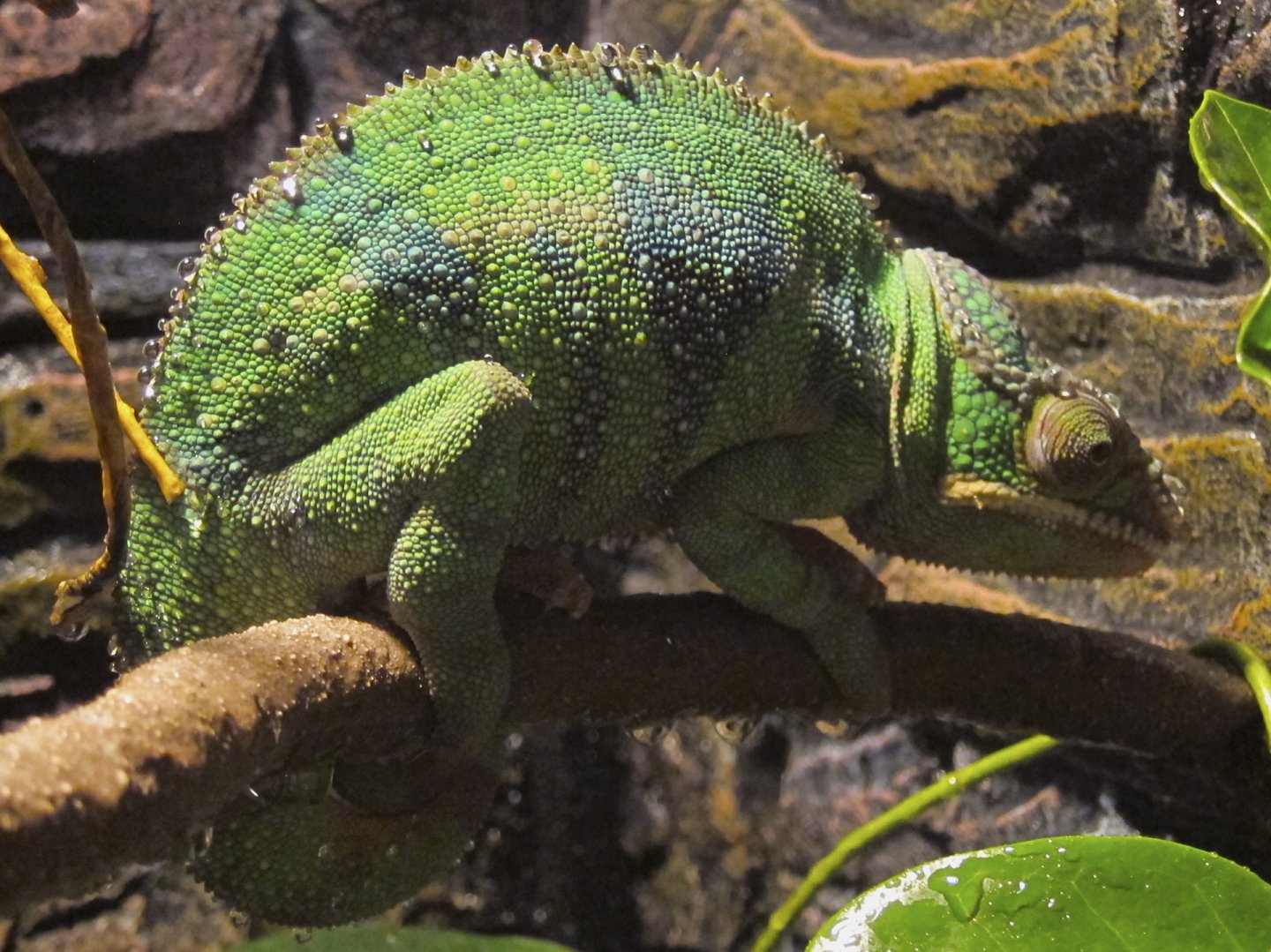 karma pixel dec 26 2017 a.jpg