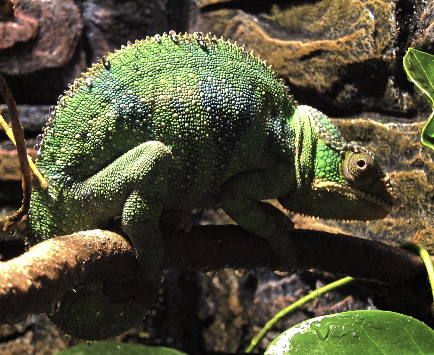 karma pixel dec 26 2017 f.jpg