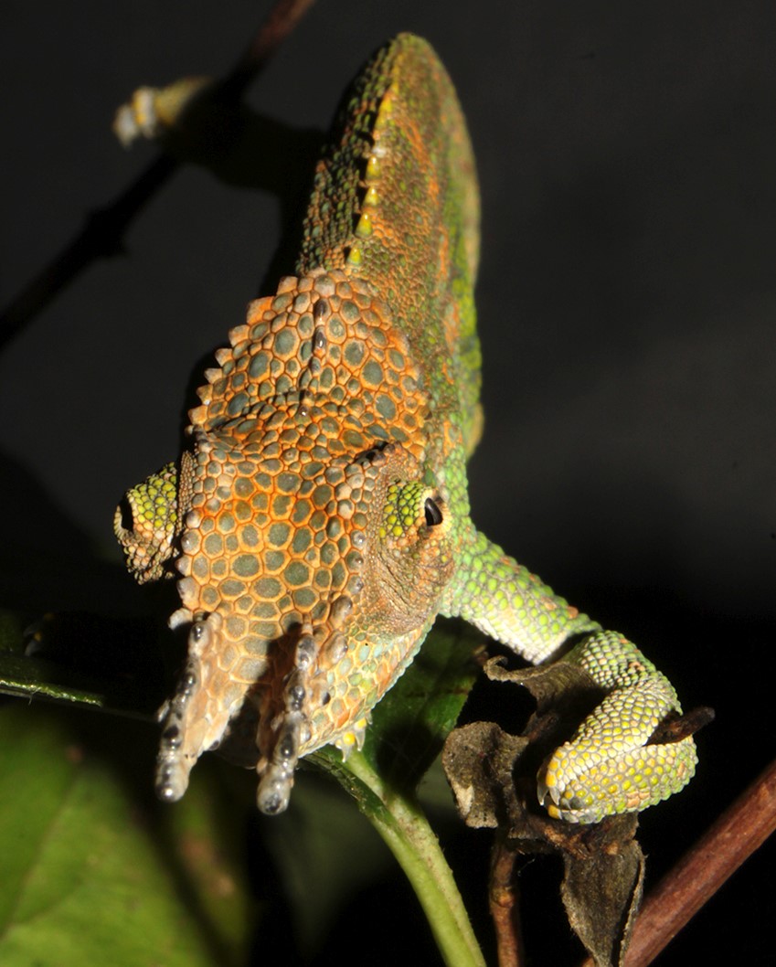 kinyonga-boehmei3.jpg