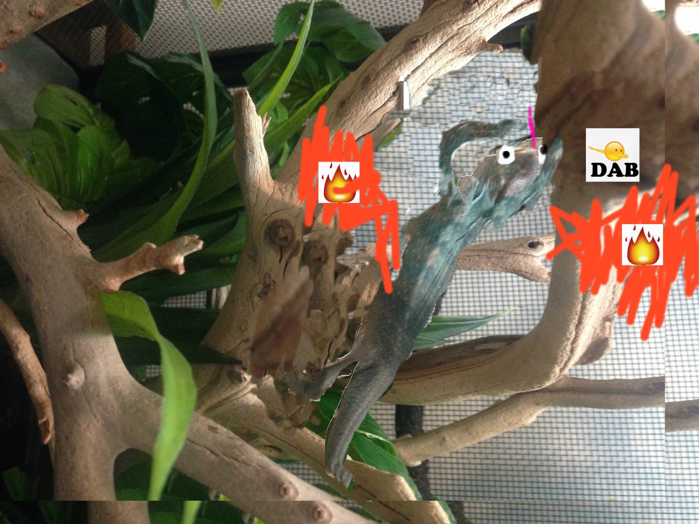 leon dabbing edit.jpg