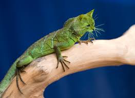 lizard cat.jpg