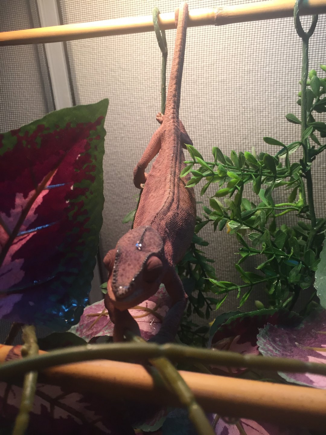 Lola.jpg