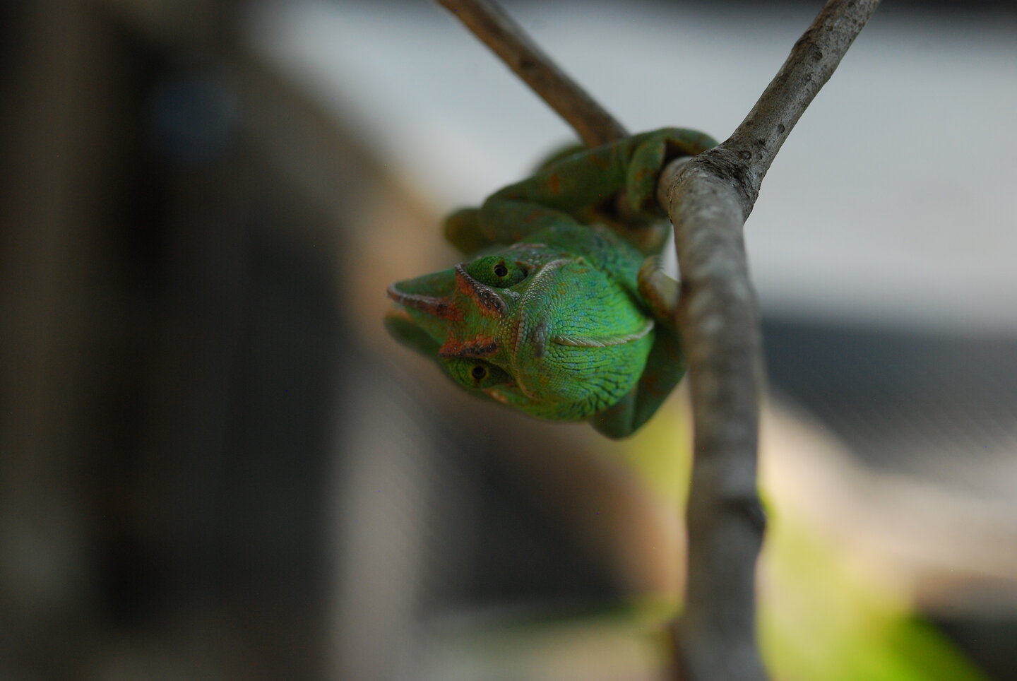 lolaivehammy06232019 392 - Copy.JPG