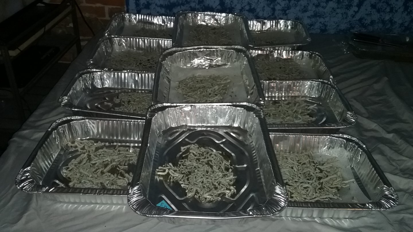 Lots of silkworms 2.jpg