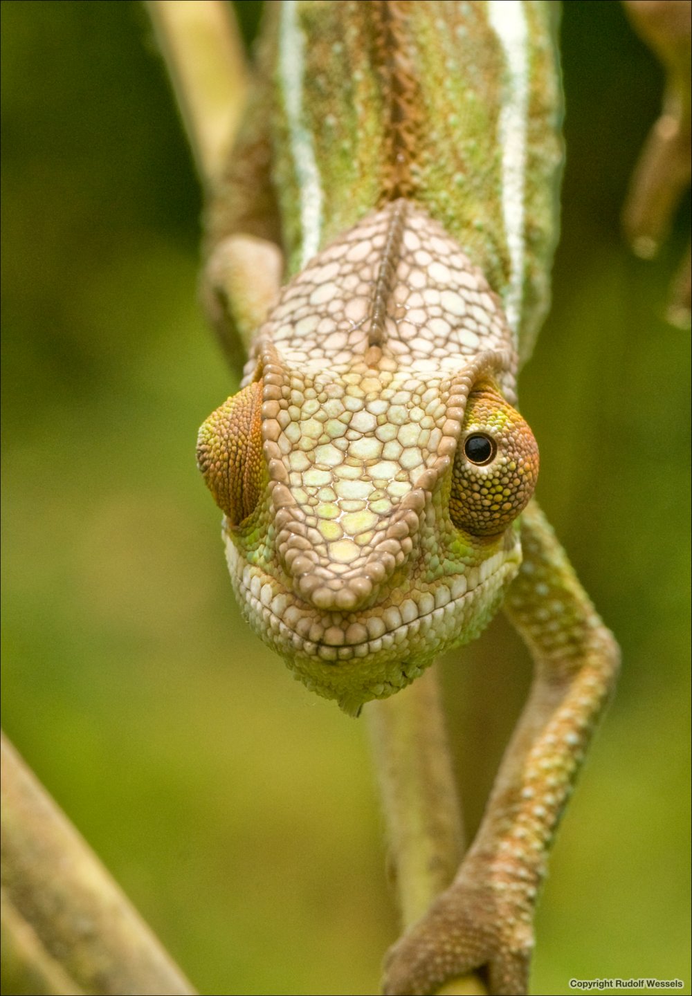 Madagascar_2010_06086_WER kopie.jpg
