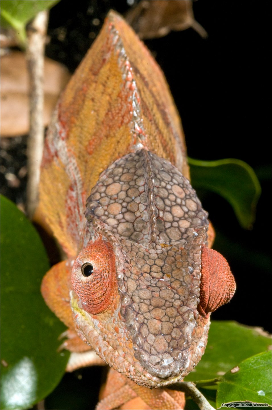 Madagascar_2010_06259_WER_2.jpg