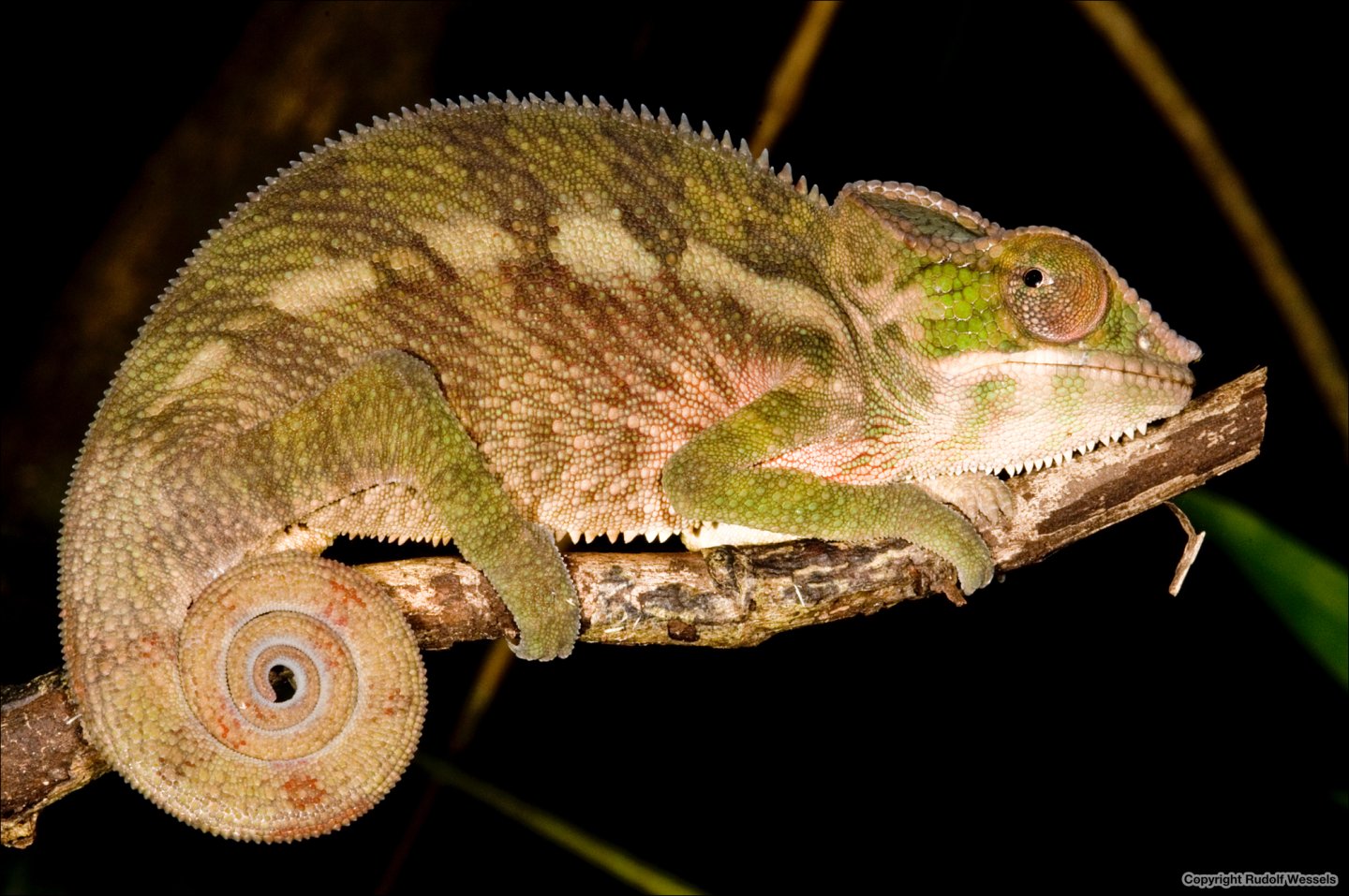 Madagascar_2010_06397_WER_2.jpg
