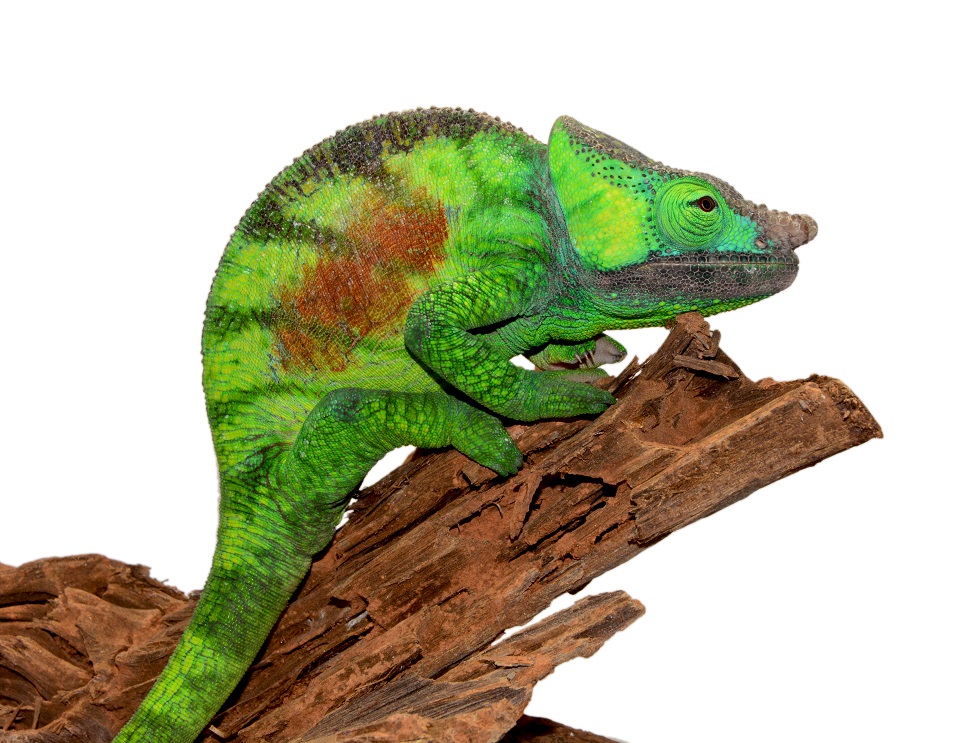 Male #2 Calumma Parsoni Cristifer - Canvas Chameleons (1) (Small).jpg