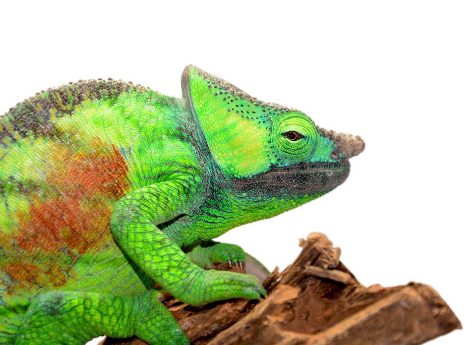 Male #2 Calumma Parsoni Cristifer - Canvas Chameleons (2) (Small).jpg