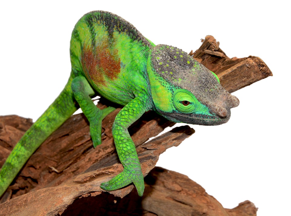 Male #2 Calumma Parsoni Cristifer - Canvas Chameleons (5) (Small).jpg