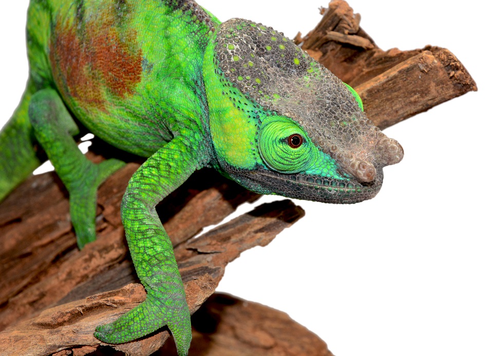 Male #2 Calumma Parsoni Cristifer - Canvas Chameleons (6) (Small).jpg